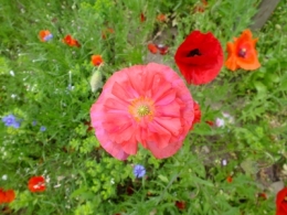 DSCF7422.JPG