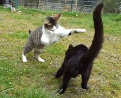 altercation.jpg