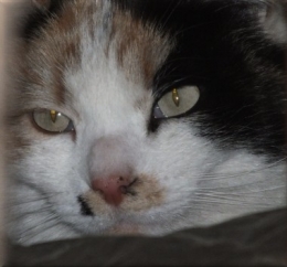 chat cool4293.JPG
