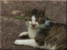 DSCF6454 copain.png