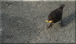 DSCF3773 nanard a la frite.png