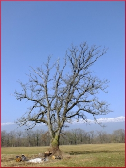 arbre isolé qui meurt 2721.JPG