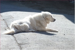 chien éclairé comme la justice2440.JPG