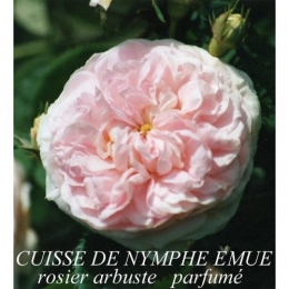 cuisse-de-nymphe-emue.jpg