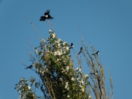 DSCF2380.JPG