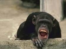 singe.jpg