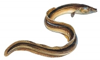 Anguille.jpg