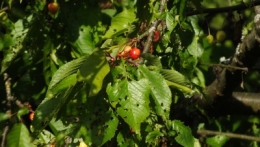 DSCF3618 400.jpg