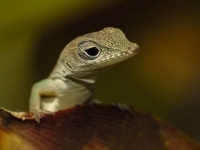 petit-lezard.jpg