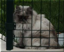 DSCF7957cats eyes .png
