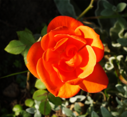 DSCF4778 or et feu.png