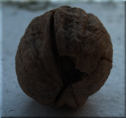 DSCF5109 noix.png