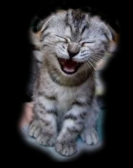 chaton.jpg