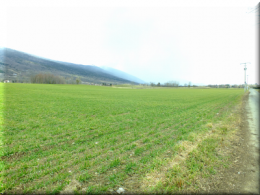 DSCF2369 blé en herbe.png