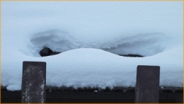 montrerles dents 0985.jpg