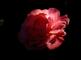 DSCF1687.JPG