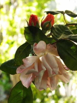 DSCF7091.JPG