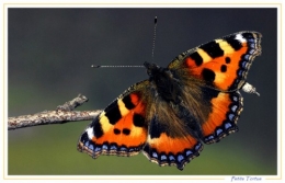 pt-papillon.jpg