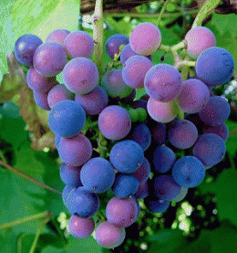 raisins-pas murs.gif