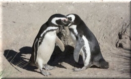 messe basse pingouins.jpg