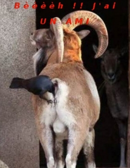 fessebouc.jpg