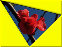 DSCF5732 vérité.png