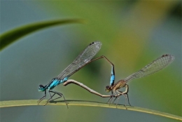 craccrac libellules.jpg