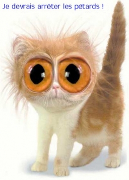 chat gros yeux.jpg