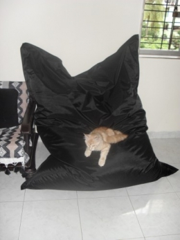SAM_0597.JPG