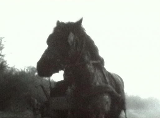 Audelà de l'effondrement, 37 Le cheval de Turin de Béla Tarr