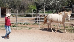 carole thomas, communication sentiente, programme NOW, eponaquest, linda kohanov, carol roush, carole thomas, le pouvoir des chevaux, medicine horse way, equicoaching, horsecoaching, developpement personnel, cheval