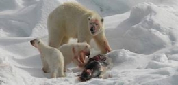 urs-polar