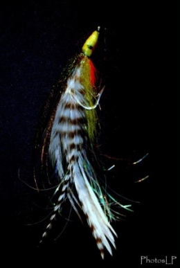 MOUCHE-PhotosLP'2009.jpg