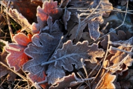 Col de Vence le 1er janvier 2011-PhotosLP Fallot (6).jpg