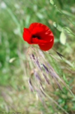 DSC_0549_Coquelicots.jpg