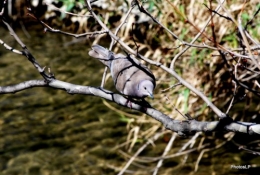Nature-PhotosLP Fallot-2010 (2).JPG
