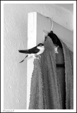 Le visiteur ailé-PhotosLP-2008.jpg