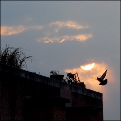 Rendez-Vous sur un toit (2) PhotosLP.jpg