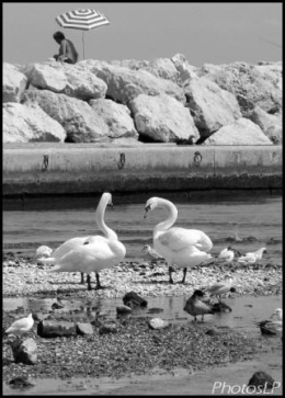 PhotosLP-2008-Loup.jpg