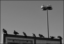 Les pigeons du centre commercial-PhotosLP-2009.jpg