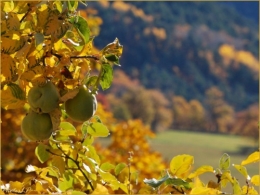 Automne 2010 - PhotosLP Fallot (4).jpg