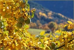Automne 2010 - PhotosLP Fallot (3).jpg