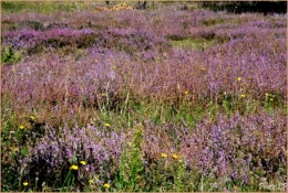 Fleurs de septembre-PhotosLP-2010 (2).jpg