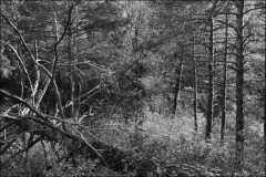 PhotosLP Fallot (6).jpg