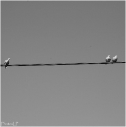 Sur le fil-PhotosLP.jpg