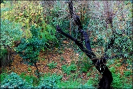 Coin de jardin-PhotosLP.jpg