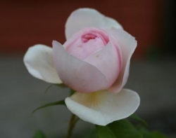 ROSE ANGLAISE