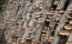 shiitake.jpg