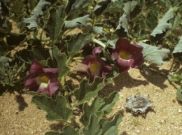 harpagophytum-plante.jpg