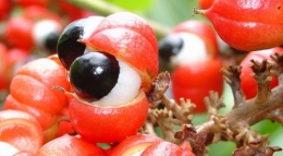 zoom-guarana.jpg